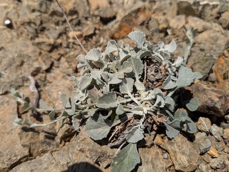 Centaurea cyprensis