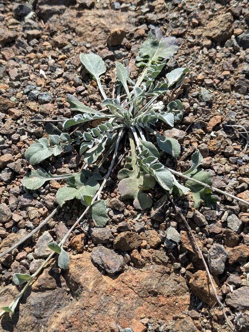 Centaurea cyprensis photo 2