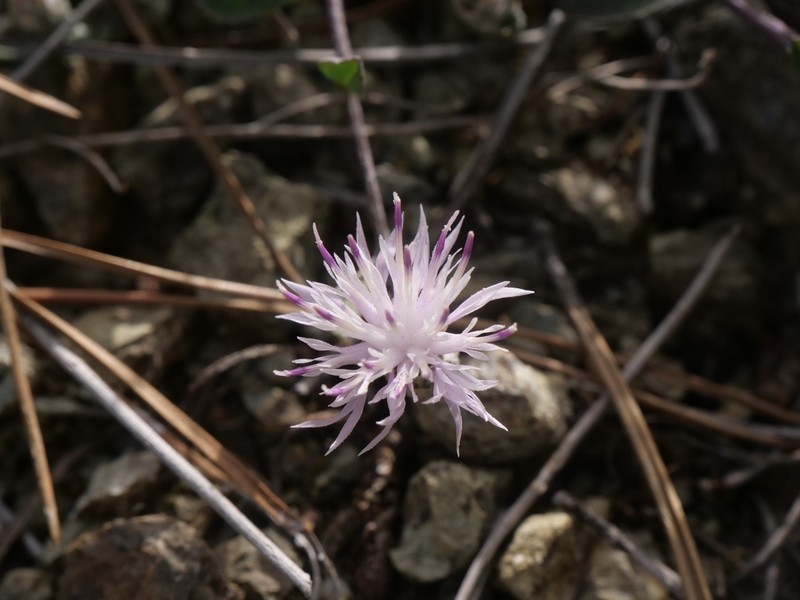 Centaurea cyprensis photo 4