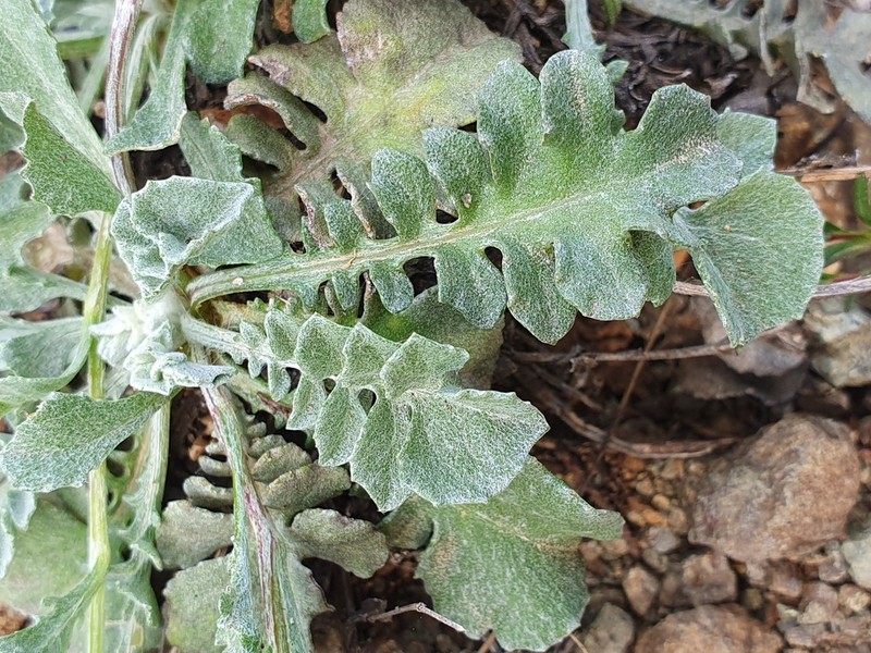Centaurea cyprensis photo 5