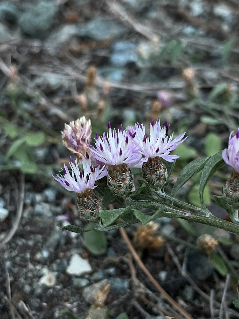 Centaurea cyprensis photo 6