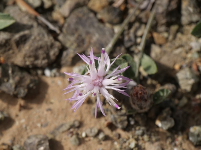 Centaurea cyprensis photo 7