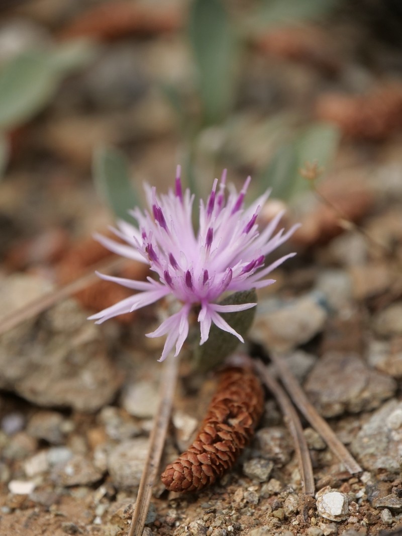 Centaurea cyprensis photo 8