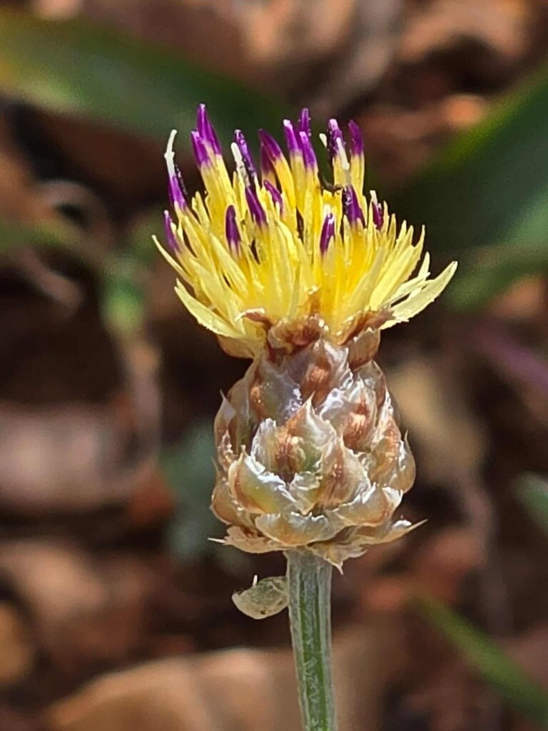 Centaurea cyrenaica