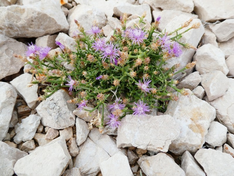 Centaurea dalmatica
