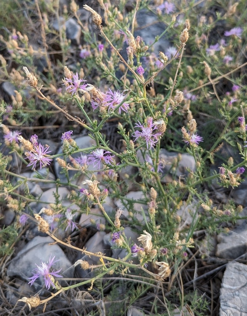 Centaurea dalmatica photo 2