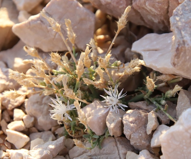 Centaurea dalmatica photo 4