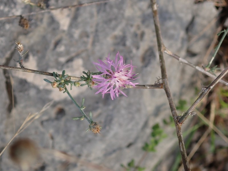 Centaurea dalmatica photo 6