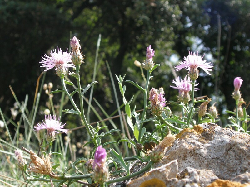 Centaurea dalmatica photo 7