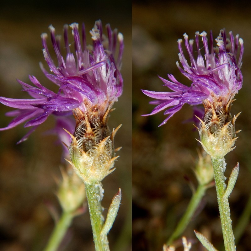 Centaurea dalmatica photo 8