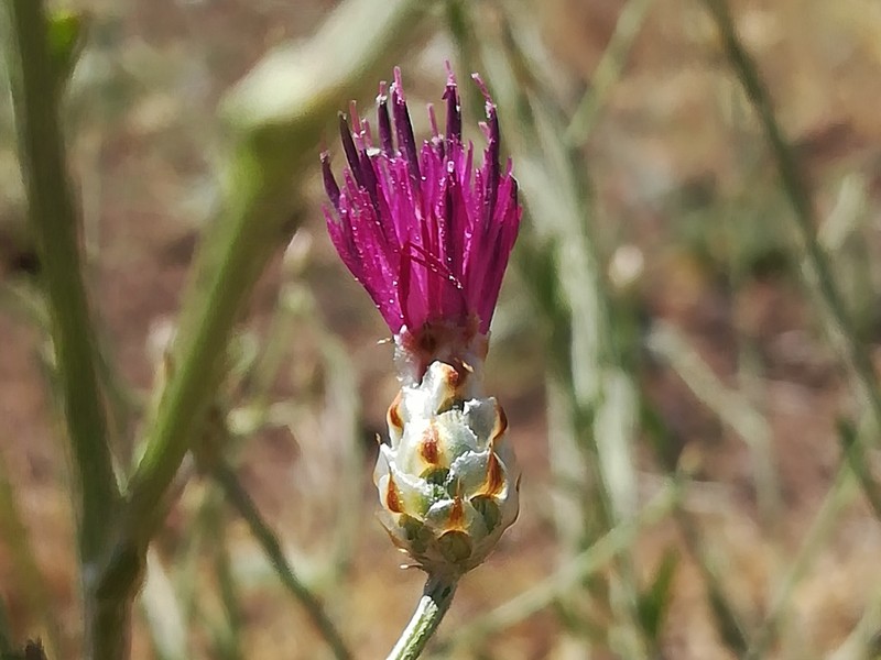 Centaurea damascena photo 2