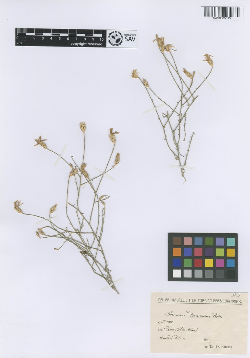 Centaurea damascena photo 3