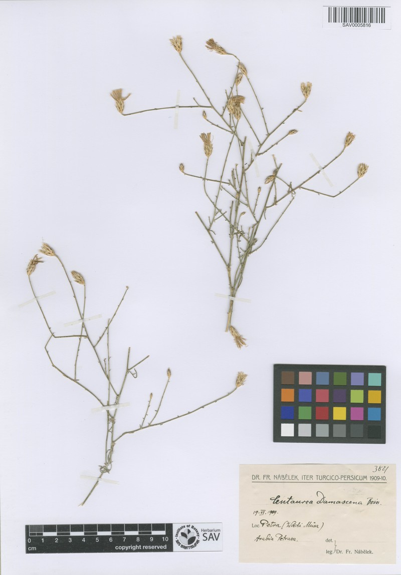 Centaurea damascena photo 5