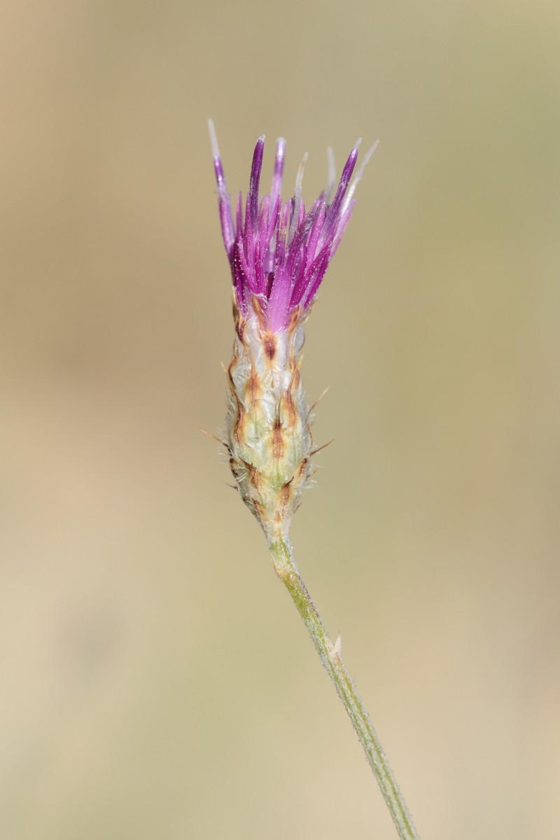 Centaurea damascena