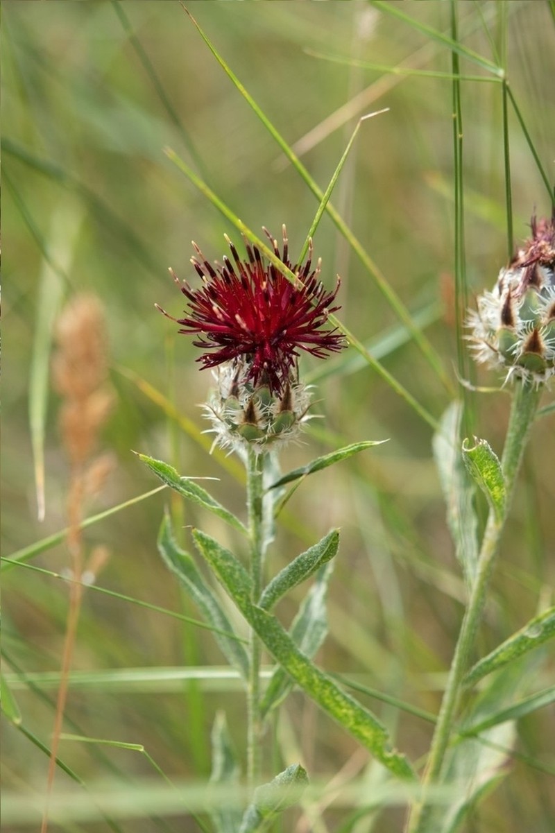 Centaurea daralagoezica