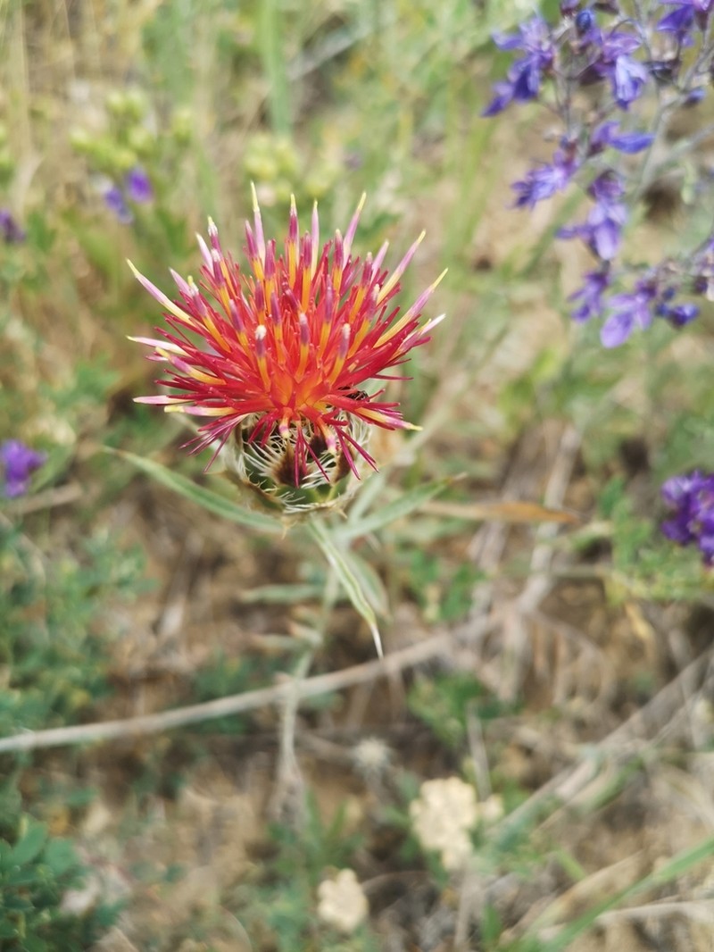 Centaurea daralagoezica photo 2