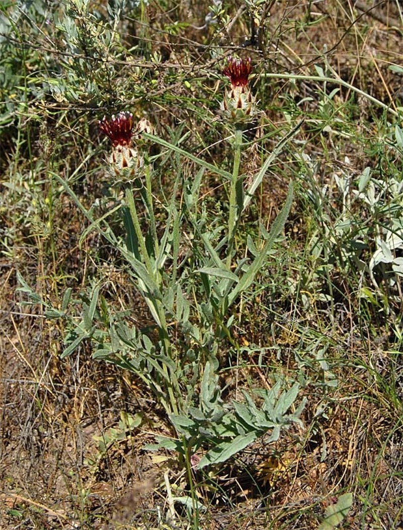 Centaurea daralagoezica photo 3