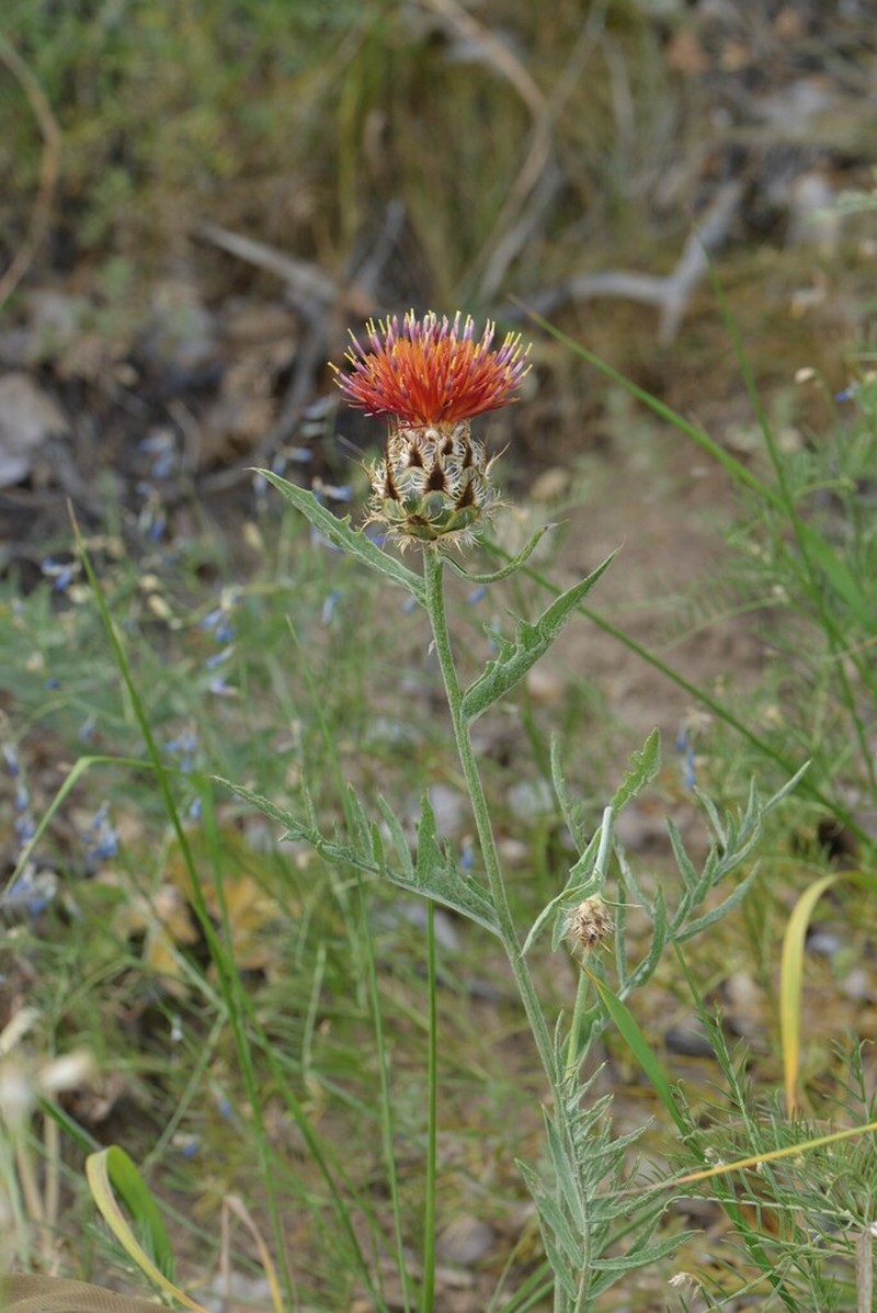 Centaurea daralagoezica photo 4