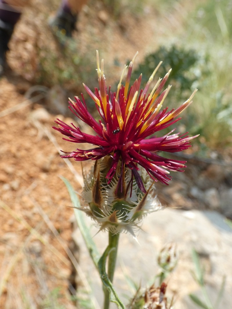 Centaurea daralagoezica photo 5