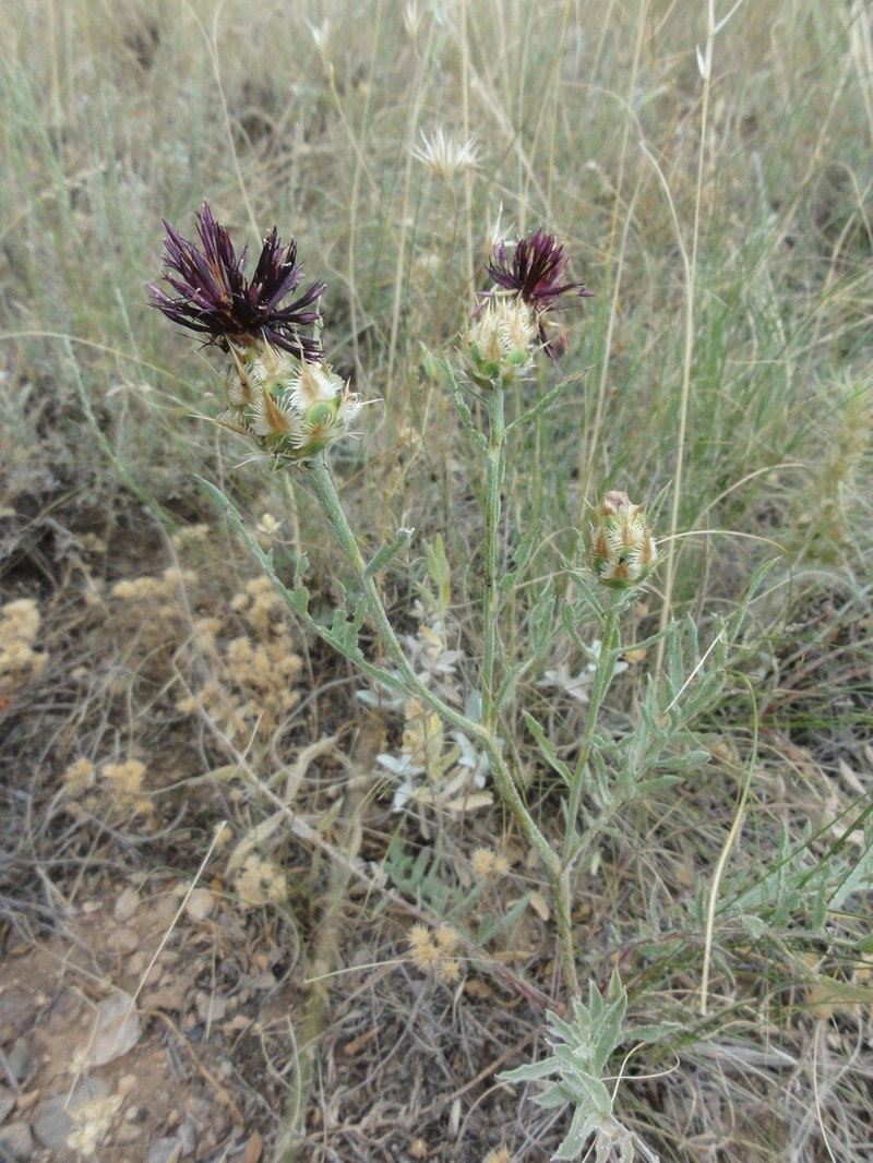 Centaurea daralagoezica photo 6
