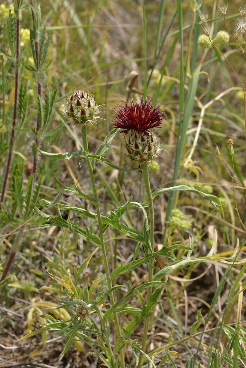 Centaurea daralagoezica photo 7