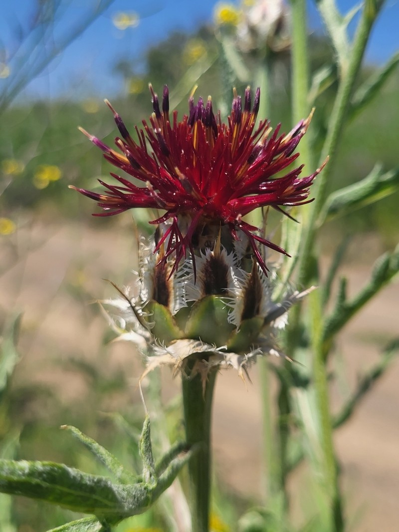 Centaurea daralagoezica photo 8