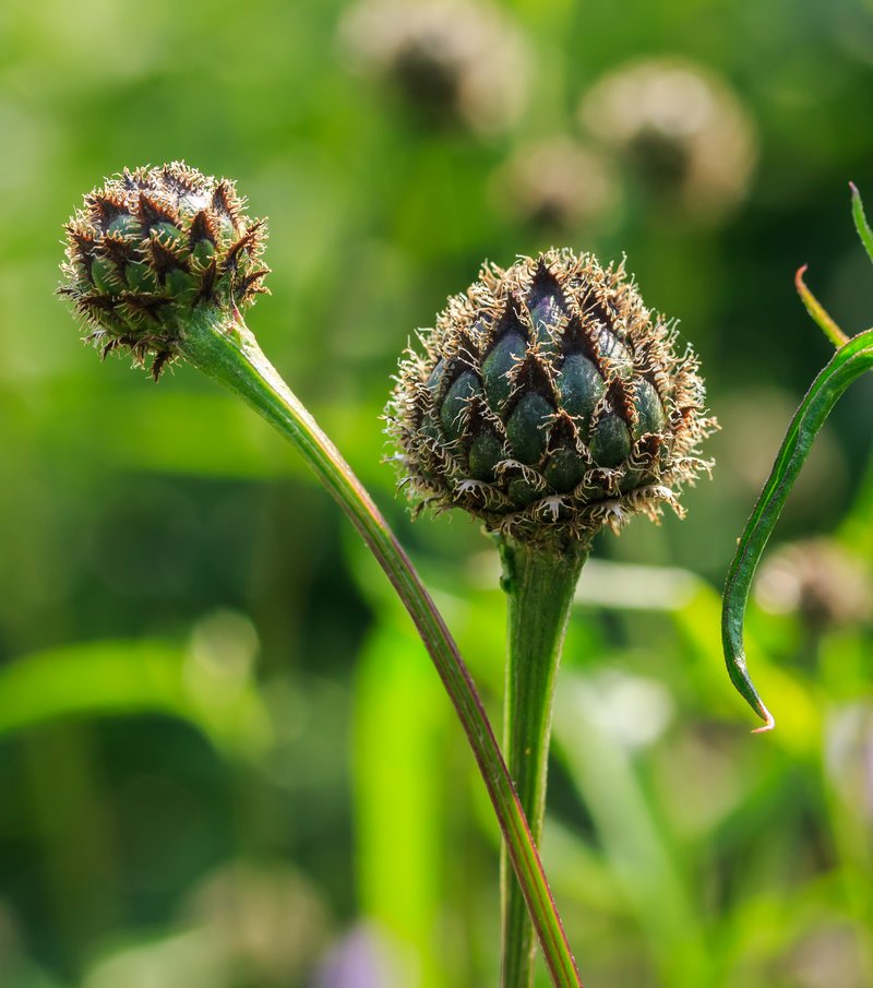 Whitewash Cornflower