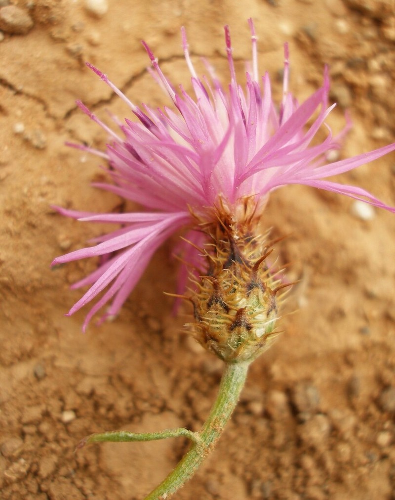 Centaurea debdouensis