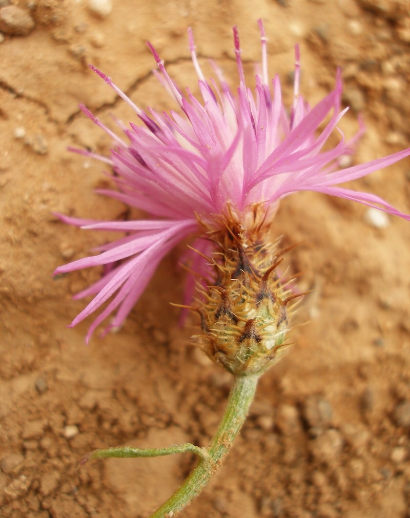 Centaurea debdouensis photo 2