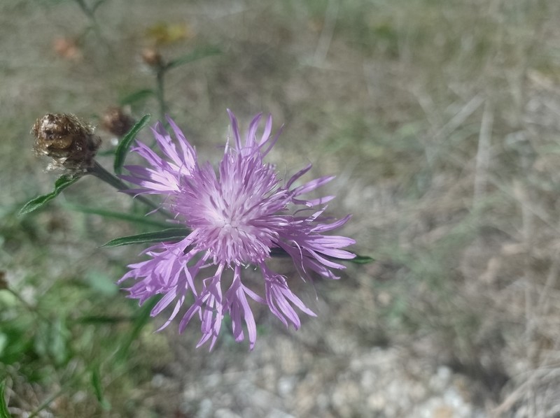 Centaurea decipiens
