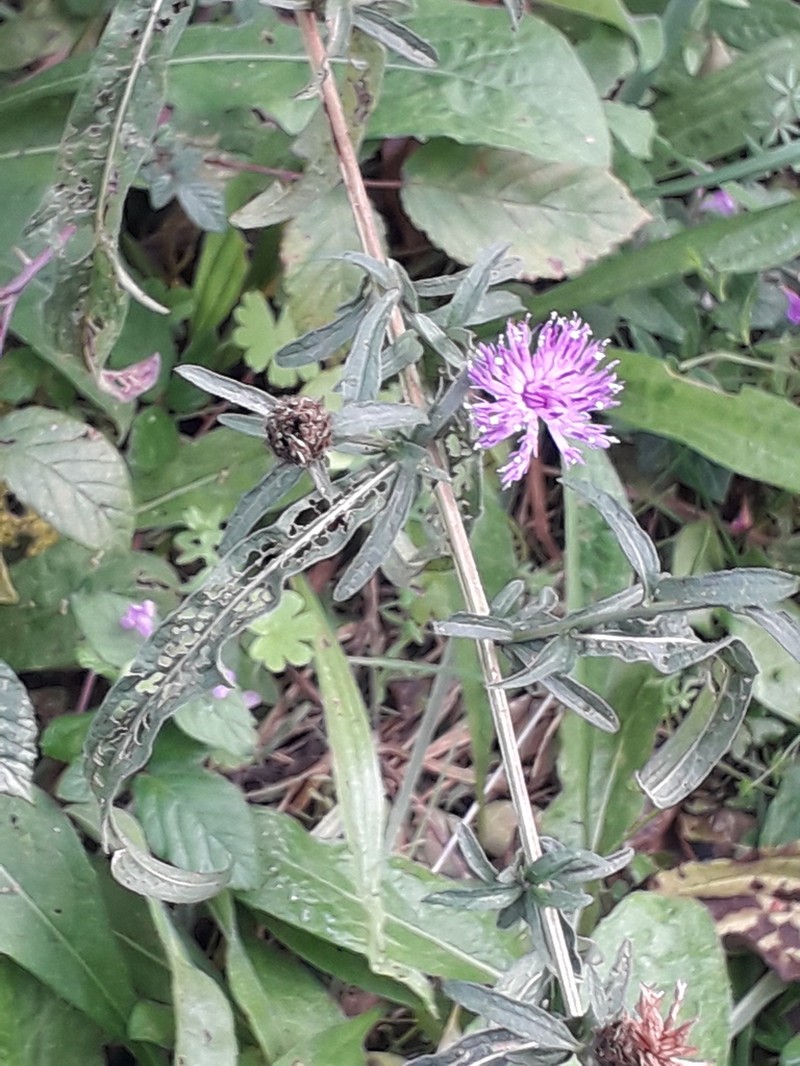 Centaurea decipiens photo 2