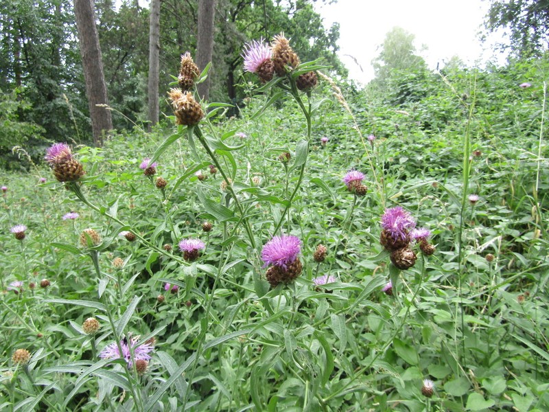 Centaurea decipiens photo 3