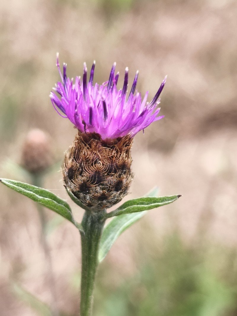 Centaurea decipiens photo 4