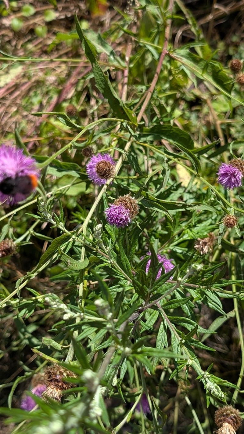 Centaurea decipiens photo 5