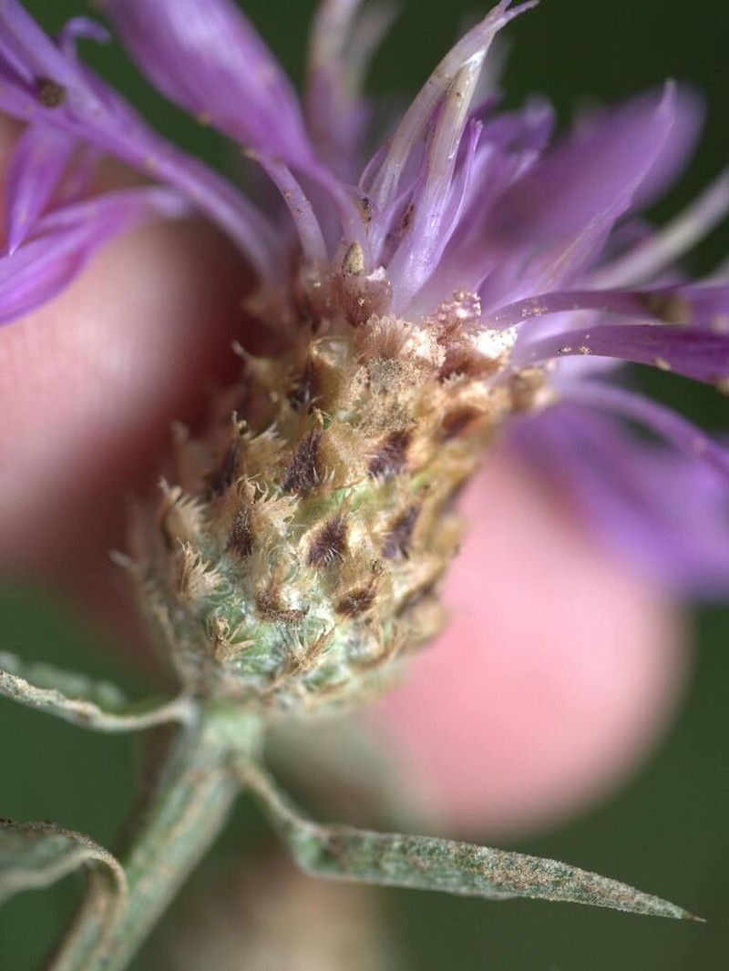Centaurea decipiens photo 6
