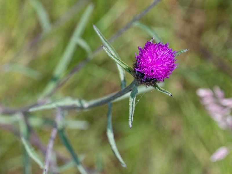 Centaurea decipiens photo 7