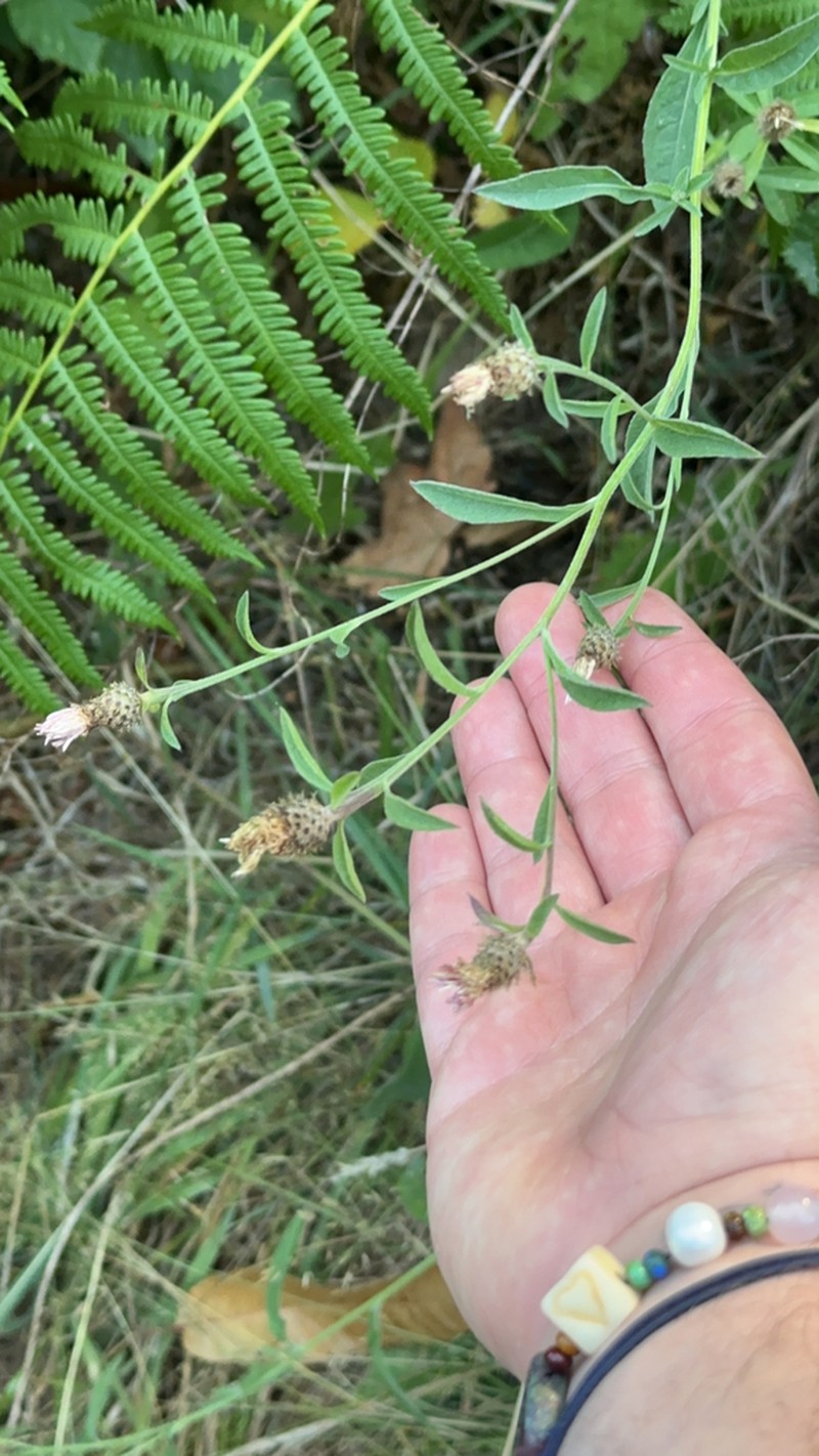 Centaurea decipiens photo 8
