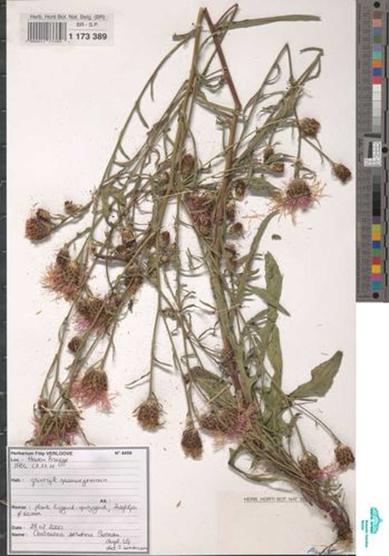 Centaurea decipiens subsp. decipiens