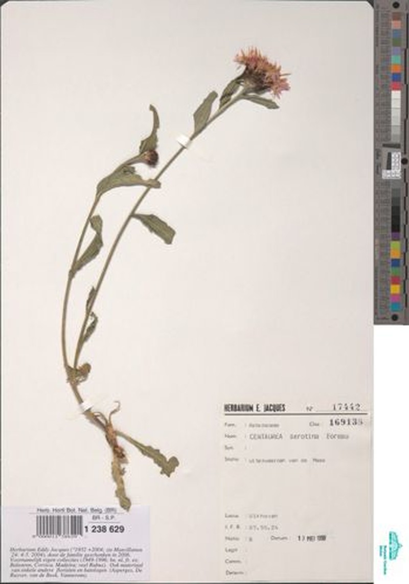 Centaurea decipiens subsp. decipiens photo 2
