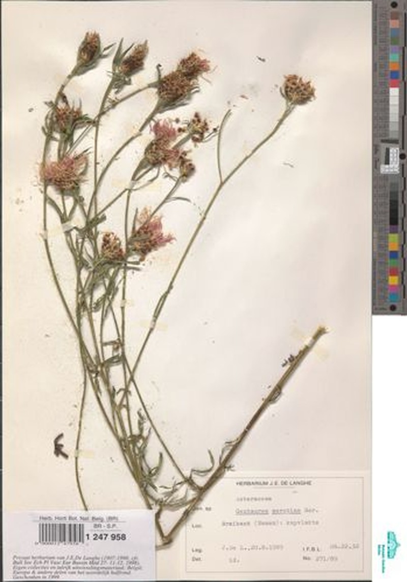 Centaurea decipiens subsp. decipiens photo 3