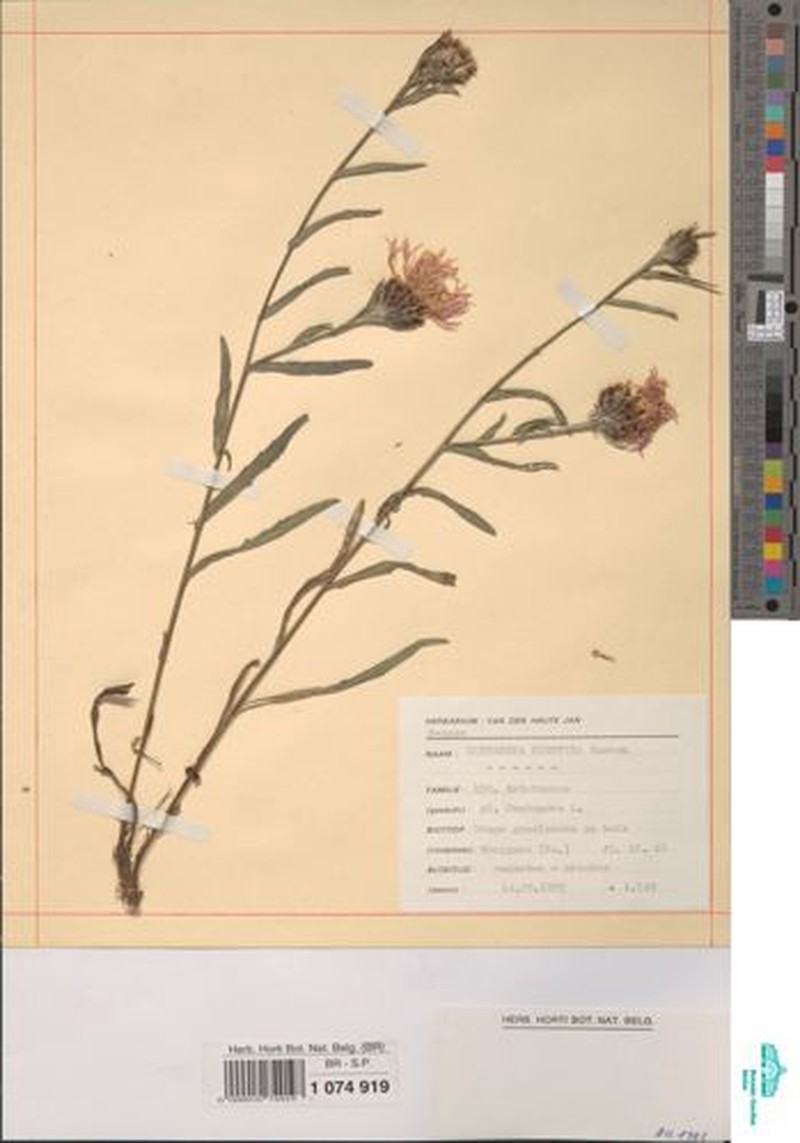 Centaurea decipiens subsp. decipiens photo 4