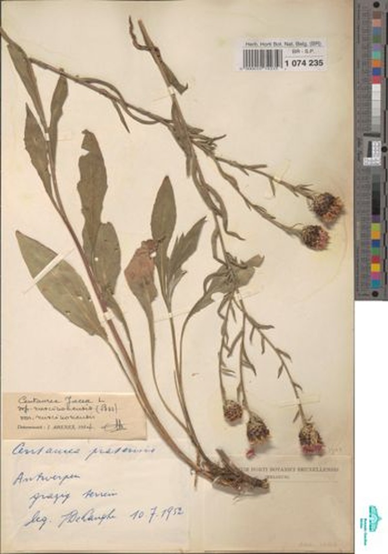 Centaurea decipiens subsp. ruscinonensis