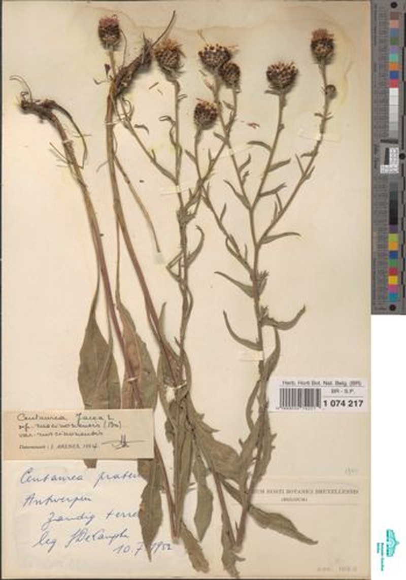 Centaurea decipiens subsp. ruscinonensis photo 2
