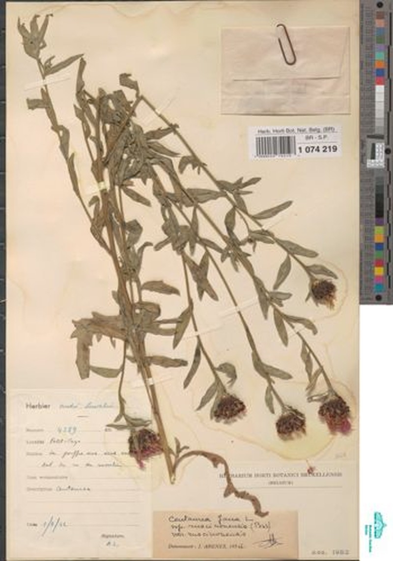 Centaurea decipiens subsp. ruscinonensis photo 3