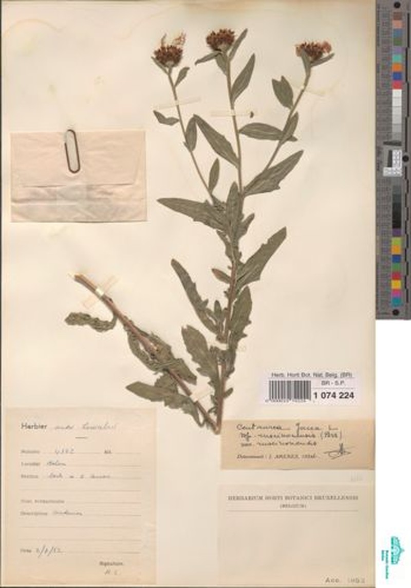 Centaurea decipiens subsp. ruscinonensis photo 4