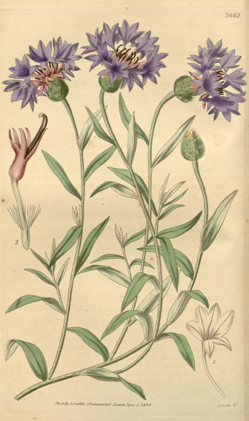 Iranian Knapweed photo 4