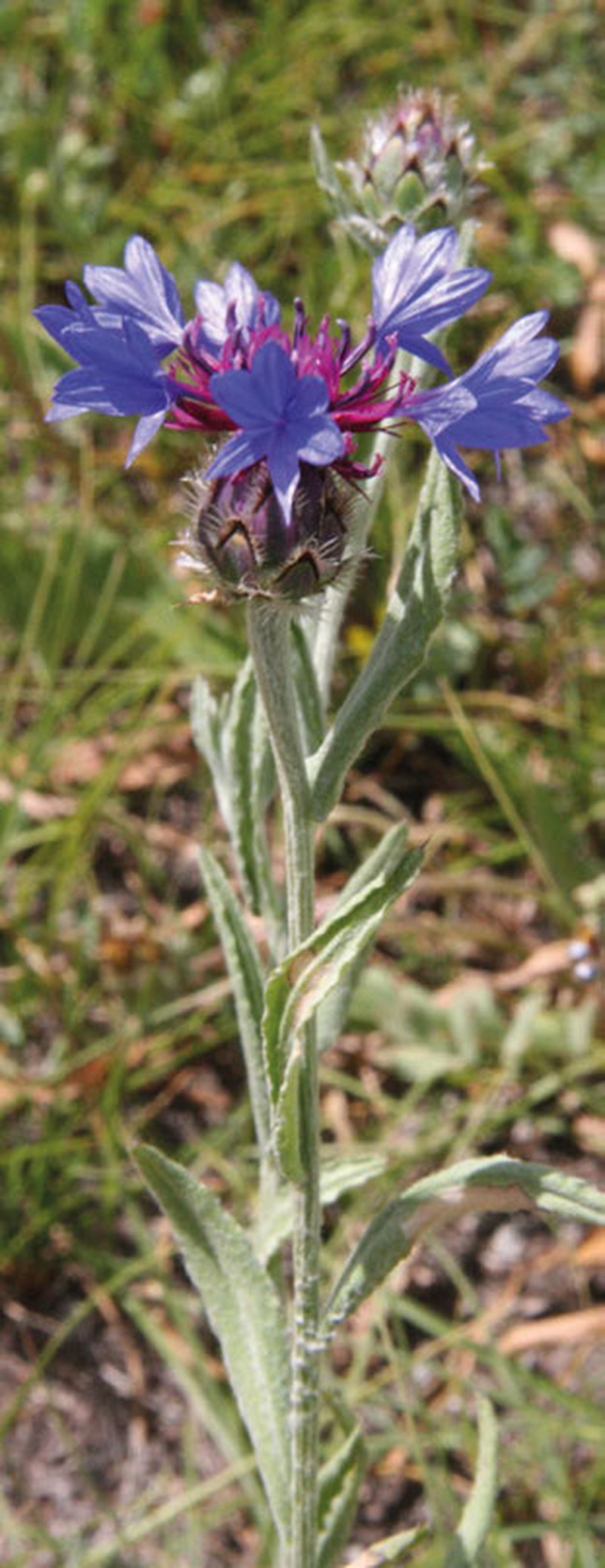 Iranian Knapweed photo 5