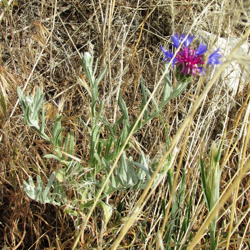 Iranian Knapweed photo 2