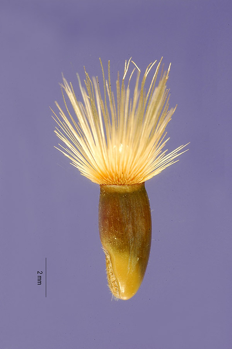 Iranian Knapweed photo 3