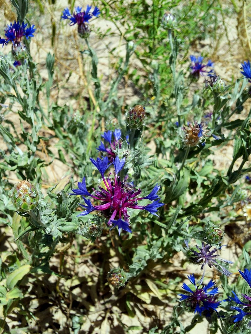 Iranian Knapweed photo 6